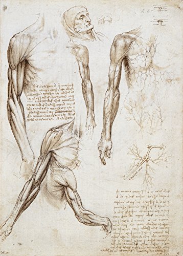 Anatomía LEONARDO da VINCI'Ecorché' Siglos XIV al XV. 420mm x 297mm A3 Impreso...